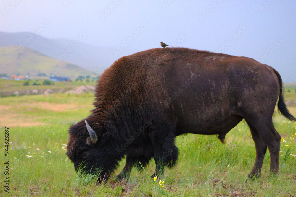 American bison in park national park