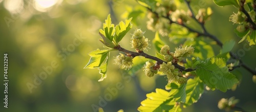 Beautiful branch with colorful flowers and green leaves in full bloom under the soft sunlight