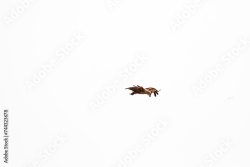 A beautiful black kite in flight in southindia © senthil