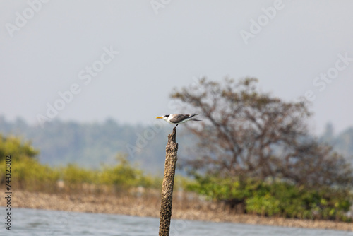 Greater crested tern  sitting on a pole in a seashore backwater © senthil