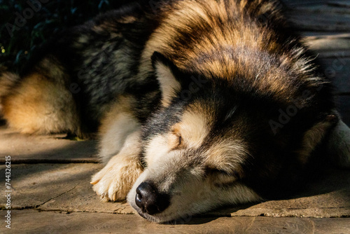 Obraz na plátně A close-up photo of sleeping brown Alaskan Malamute dog
