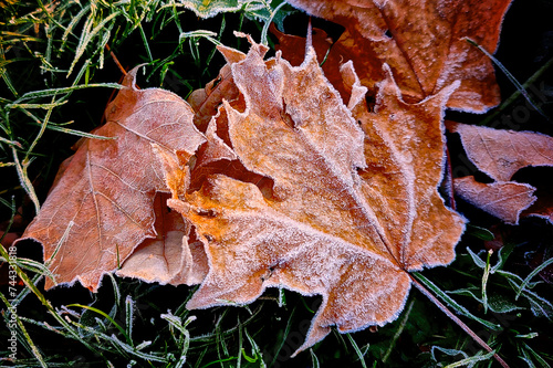 Photography The close-up of the dry maple leaf with frost