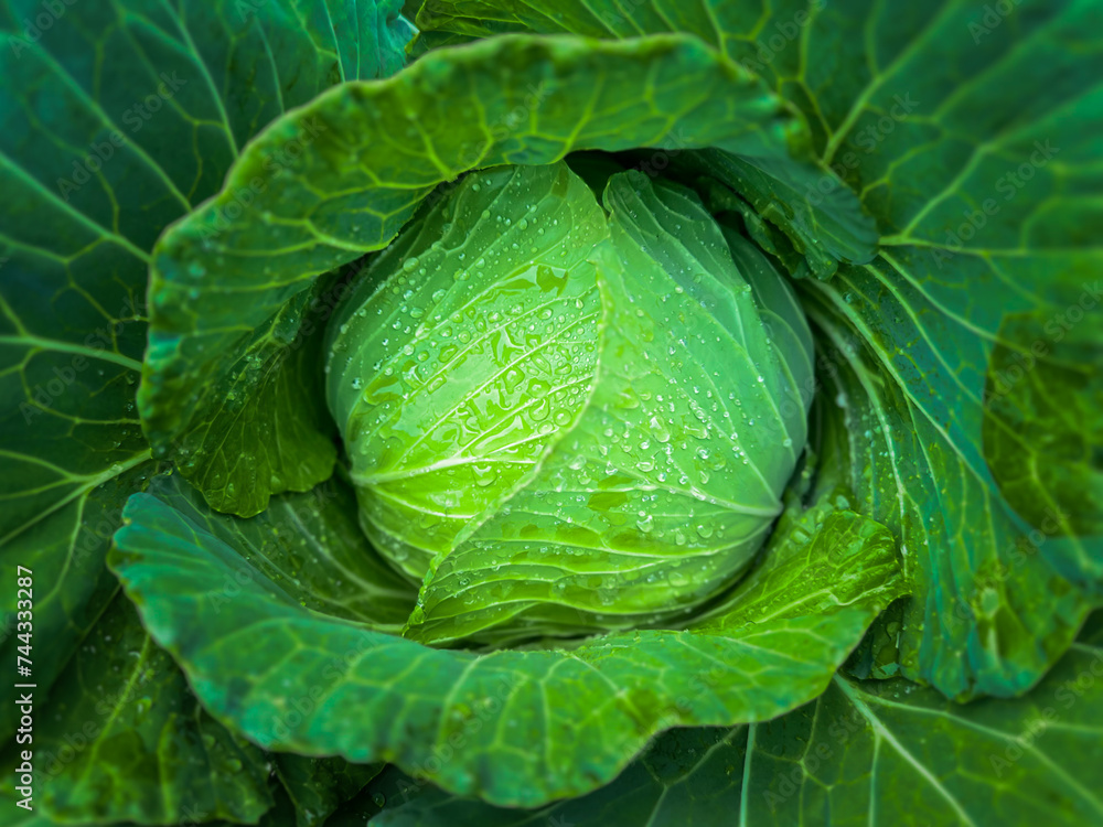 Fototapeta premium Fresh cabbage vegetables foods healthy in the farm.