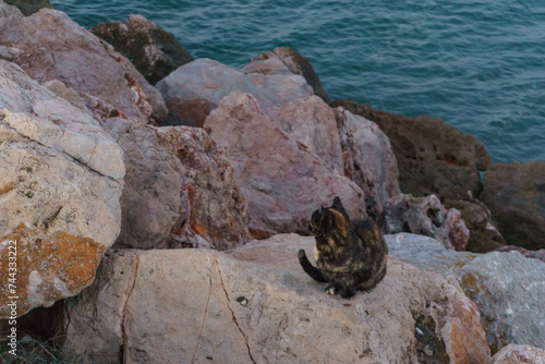 a black and yellow striped stray cat on rocks besides the sea