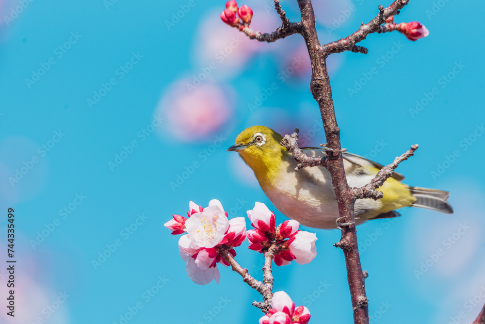 青空とピンク色の梅の花とメジロ 青空とピンク色の梅の花とメジロ