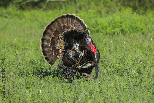 Eastern Gobblers  Wild Turkeys