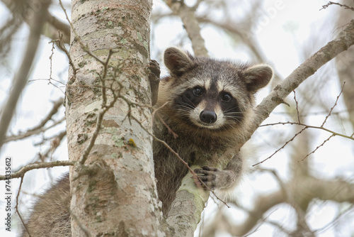 Raccoon om Tree