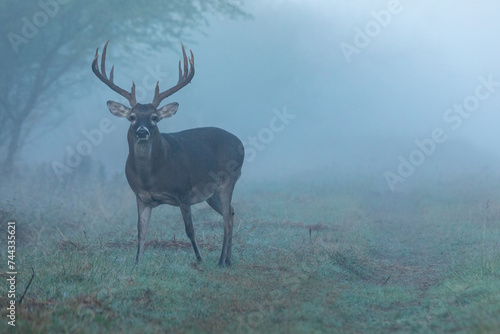 deer in the forest  in the fog