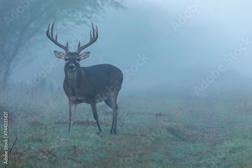 deer in the forest, in the fog