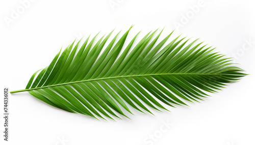 Tropical coconut leaf isolated on white background