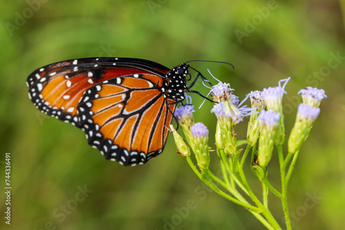 monarch butterfly on a flower © Adan