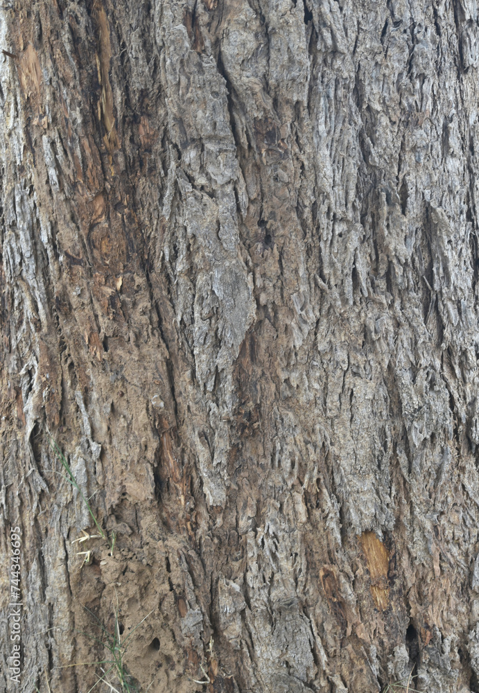 Old tree texture. Bark pattern, For background wood work, Bark of brown hardwood, thick bark hardwood, residential house wood. nature, tree, bark, hardwood, trunk, tree , tree trunk close up texture Old tree texture. Bark pattern, For background wood work, Bark of brown hardwood, thick bark hardwood, residential house wood. nature, tree, bark, hardwood, trunk, tree , tree trunk close up texture
