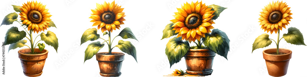 Watercolor of sunflower blooming in pot Watercolor of sunflower blooming in pot
