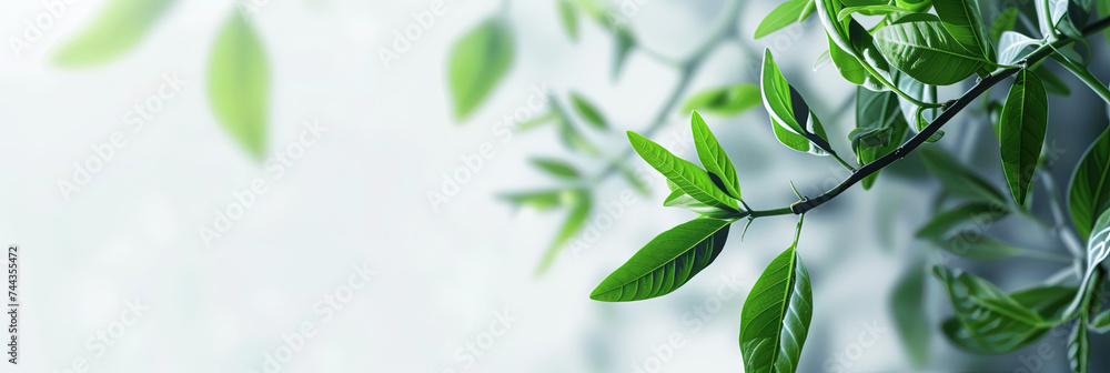 Biotechnology and biology concept with natural plants, DNA, and vials for scientific research and study purposes Biotechnology and biology concept with natural plants, DNA, and vials for scientific research and study purposes