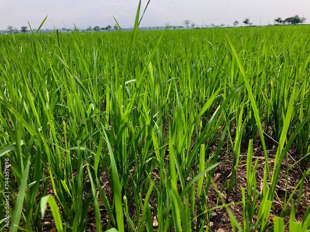 Obraz premium young rice plants in rice fields