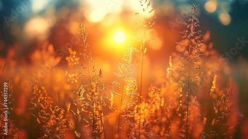 Art Wild flowers in a meadow at sunset. Macro image, shallow depth of field.