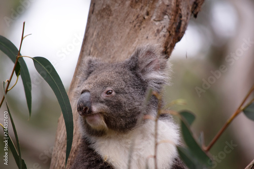 the Koala has a large round head, big furry ears and big black nose. Their fur is usually grey-brown in color with white fur on the chest, inner arms, ears and bottom. © susan flashman