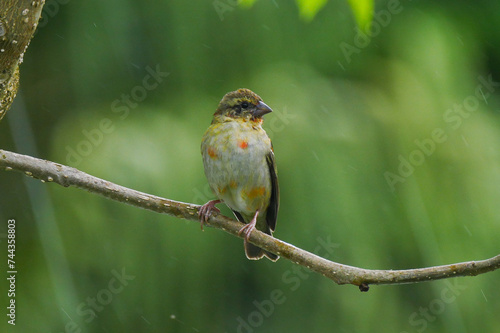 Mauritius Fody bird perching on tree branch in natural environment
