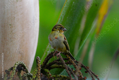Mauritius Fody bird perching on palm tree