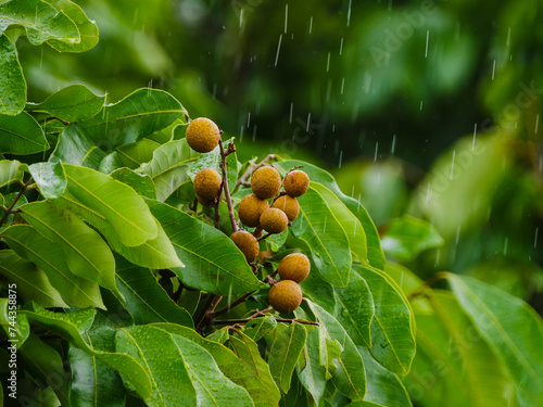 Longan fruits on tree in rain