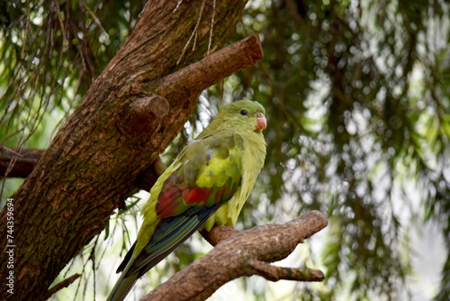 The female regent parrot is all light green. It has yellow shoulder patches and a narrow red band crosses the centre of the wings and yellow underwings. photo