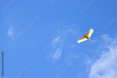The sulphur crested cockatoo is a white bird with a yellow crest.