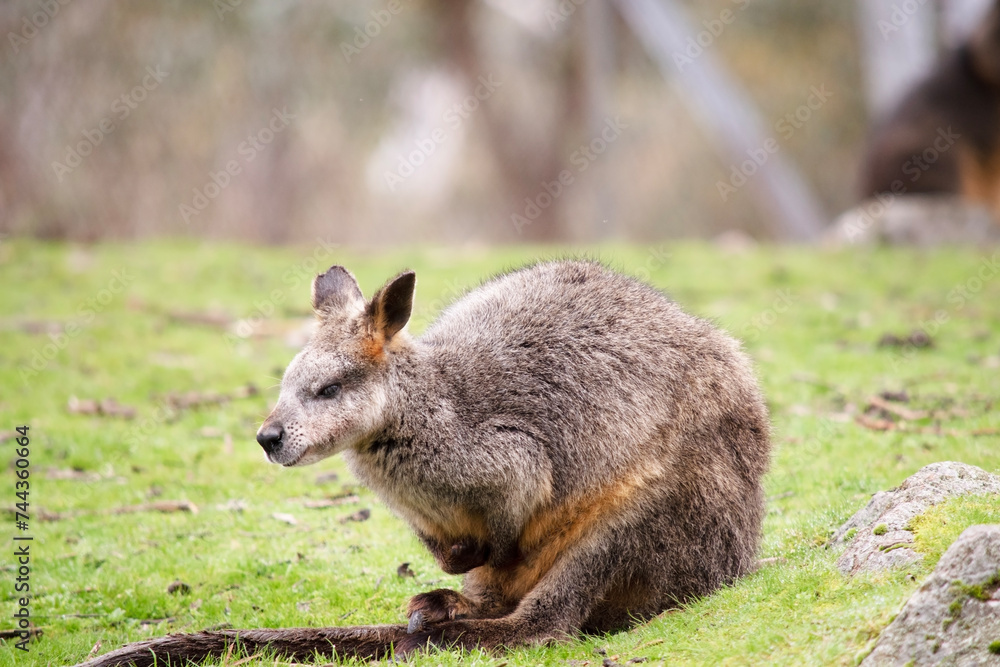Naklejka premium The swamp wallaby has dark brown fur, often with lighter rusty patches on the belly, chest and base of the ears.