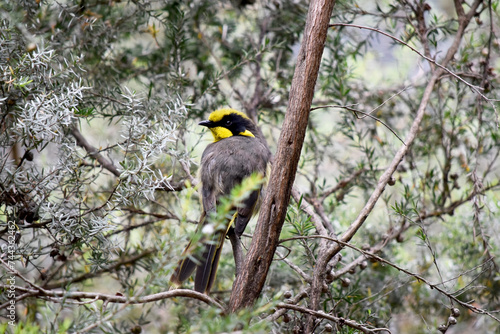 the yellow tufted honeyeater has a bright yellow forehead, crown and throat, a glossy black mask and bright golden ear-tufts.