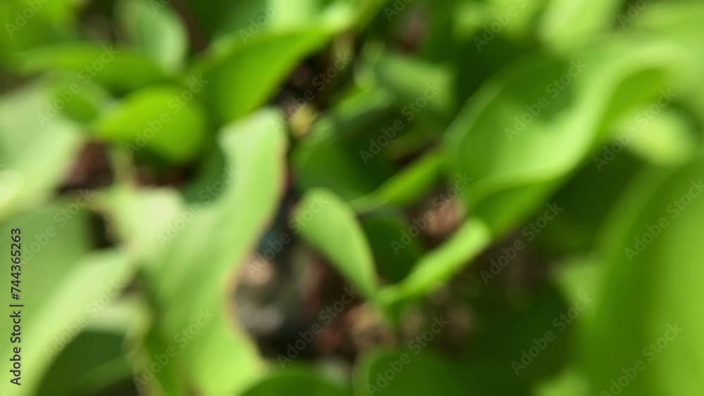 Defocused green beans in the garden Defocused green beans in the garden