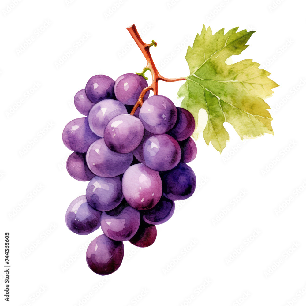 Fototapeta premium fruit - Fruitful.Grape ., Grape illustration watercolor