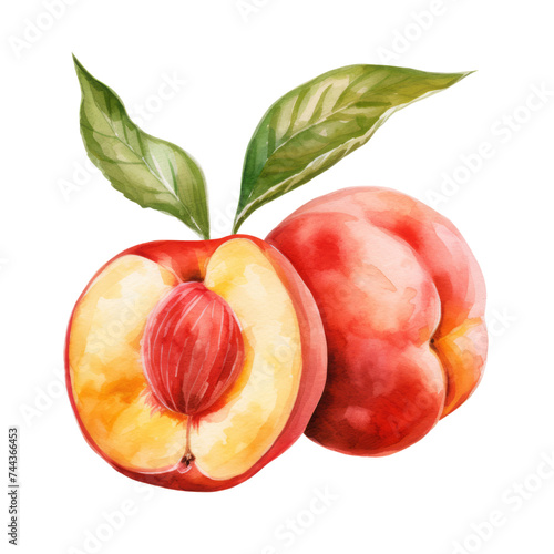fruit - luscious.Peach. ,Peach illustration watercolor
