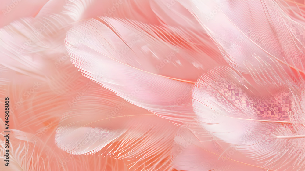 Soft pink feathers texture background. Swan Feather