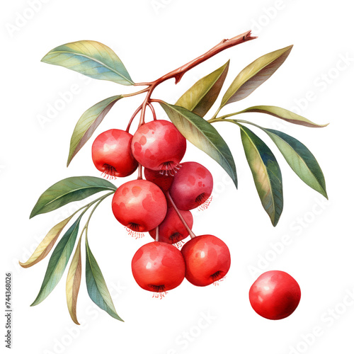 fruit - Fresh. Acerola.,   Acerola  illustration watercolor