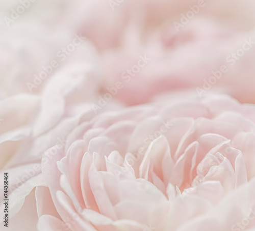 White rose flower petals.Abstract floral background. Soft focus