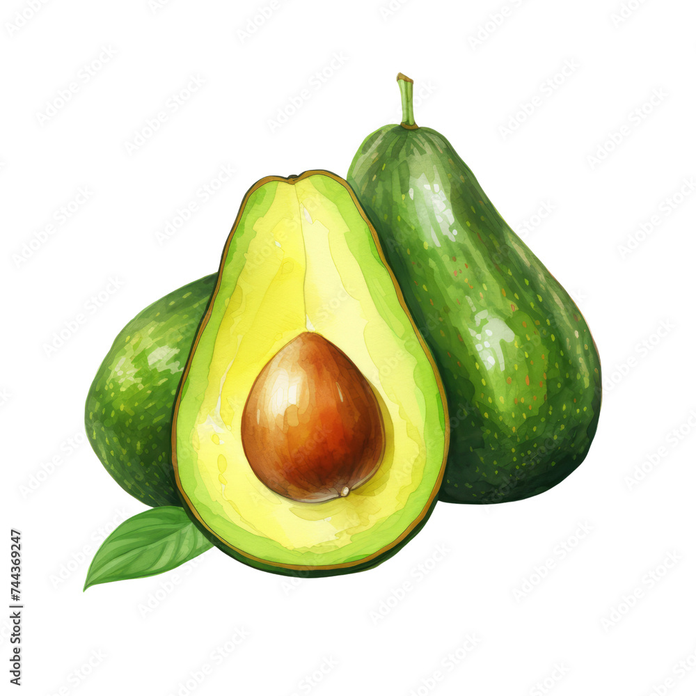 fruit - Favorite flavors.Avocado.,   Avocado illustration watercolor