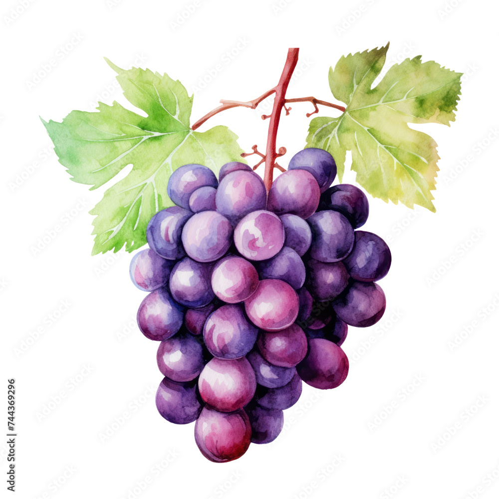 Fototapeta premium fruit - Favorite flavors.Grape ., Grape illustration watercolor