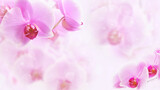 Floral gentle pink background of tropical orchids. Banner of blooming lilac flowers close-up with space for text.