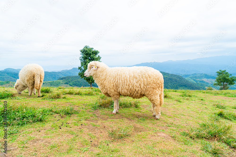Fototapeta premium white sheep on mountain hill
