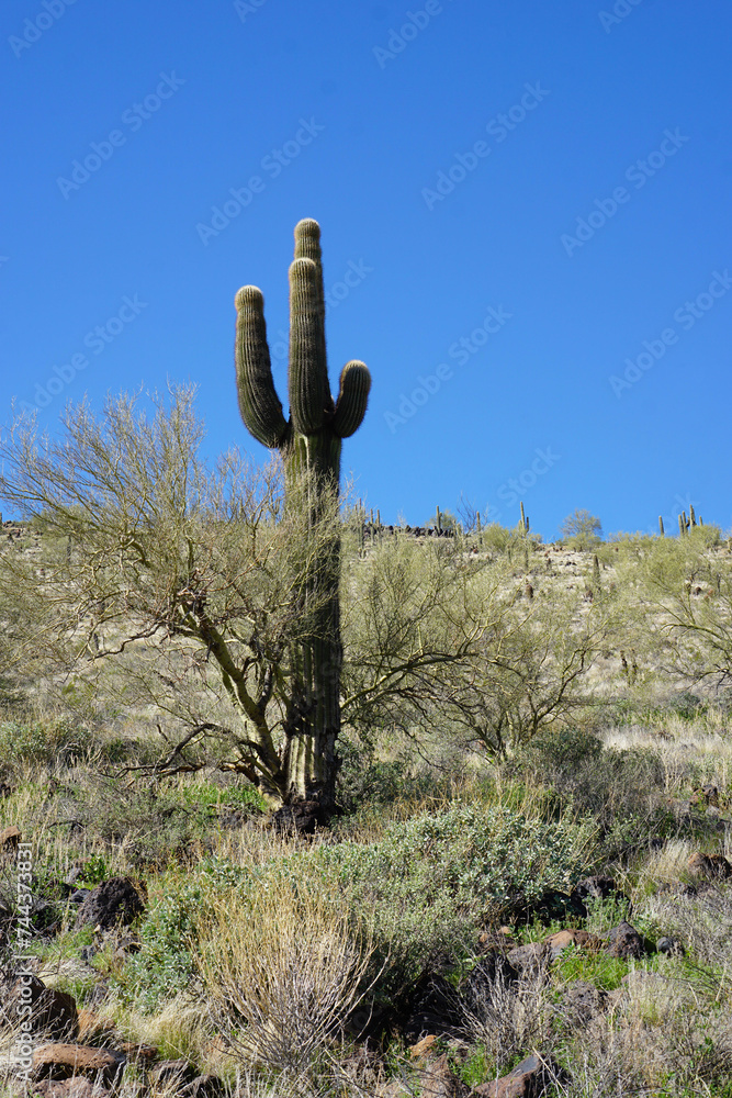 saguaro cactus in state