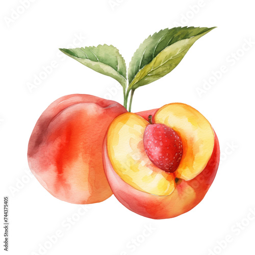 fruit - a type of fruit.Peach. ,Peach illustration watercolor