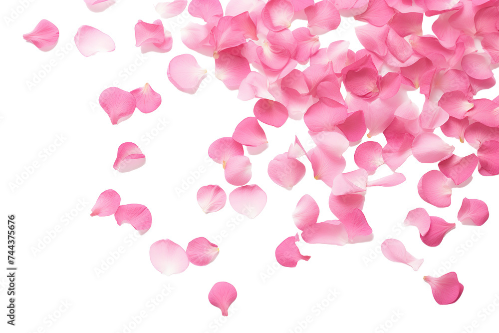 Scattered Pink Rose Petals on White Background