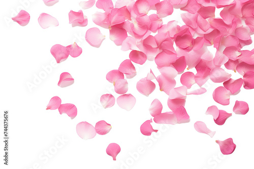 Scattered Pink Rose Petals on White Background