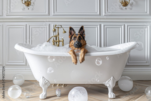 German Shepherd in white luxury bathtub