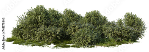 Evergreen big tree and grass field in nature, Tropical forest isolated on transparent background - PNG file, 3D rendering illustration for create and design or etc