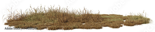 Dry grass field in nature, meadow in summer, Tropical forest isolated on transparent background - PNG file, 3D rendering illustration for create and design or etc