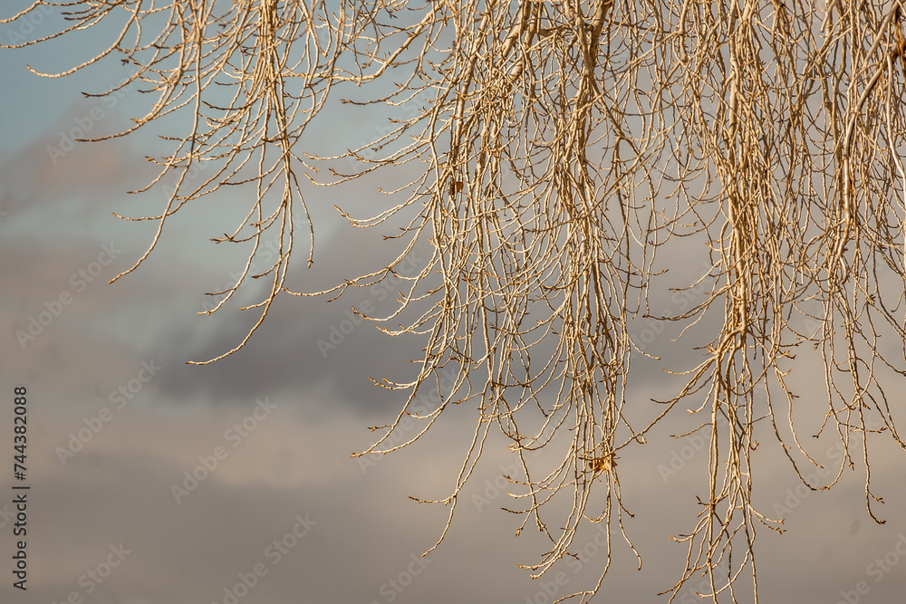 Obraz premium Dead Tree Branches Framing Cloudy Sky
