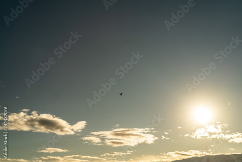 Bird Flying Through Sky Clouds Bright Light Sunset