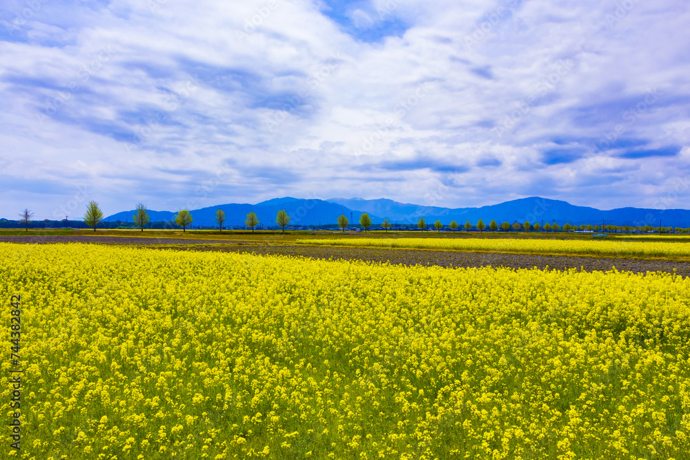 高島市の菜の花畑