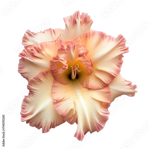 top view of a single gladiolus flower isolated on a white transparent background photo