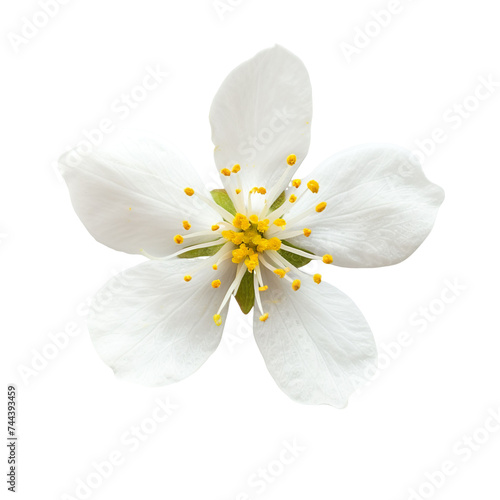top view of a single jasmine flower isolated on a white background
